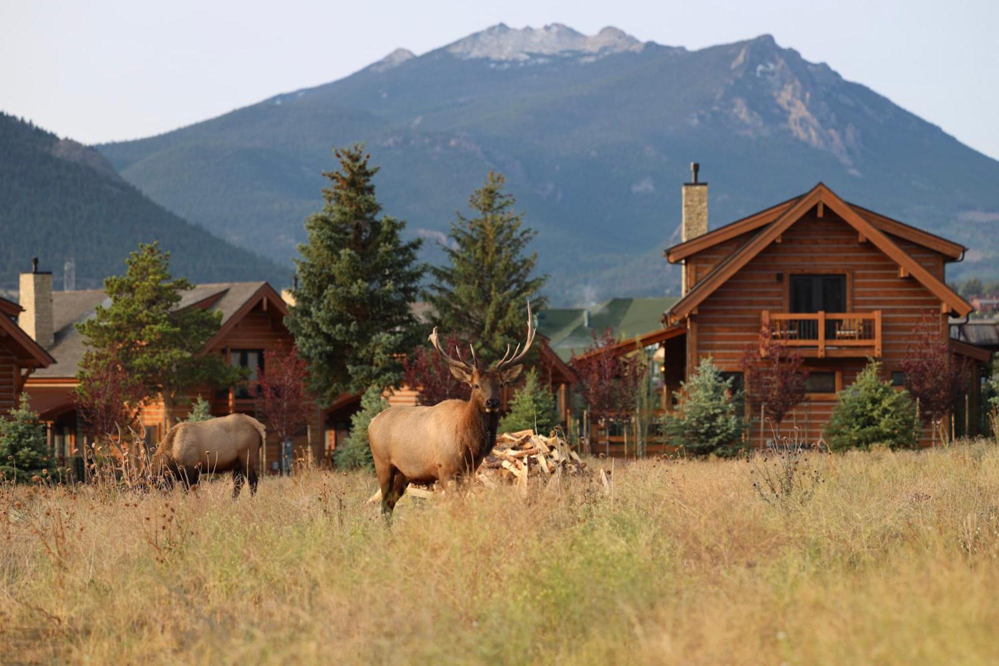 Chic Retreat Indoor Outdoor Fireplace, Private Jacuzzi, Great Location! Estes Park Ngoại thất bức ảnh